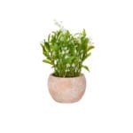 MACETA TERRA. ANCHA FLOR BLANCA