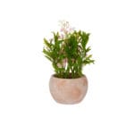 MACETA TERRA. ANCHA FLOR ROSA