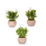 MACETA TERRA. ANCHA FLOR LILA - Imagen 2