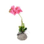 ORQUIDEA ROSA MACETA BAJA