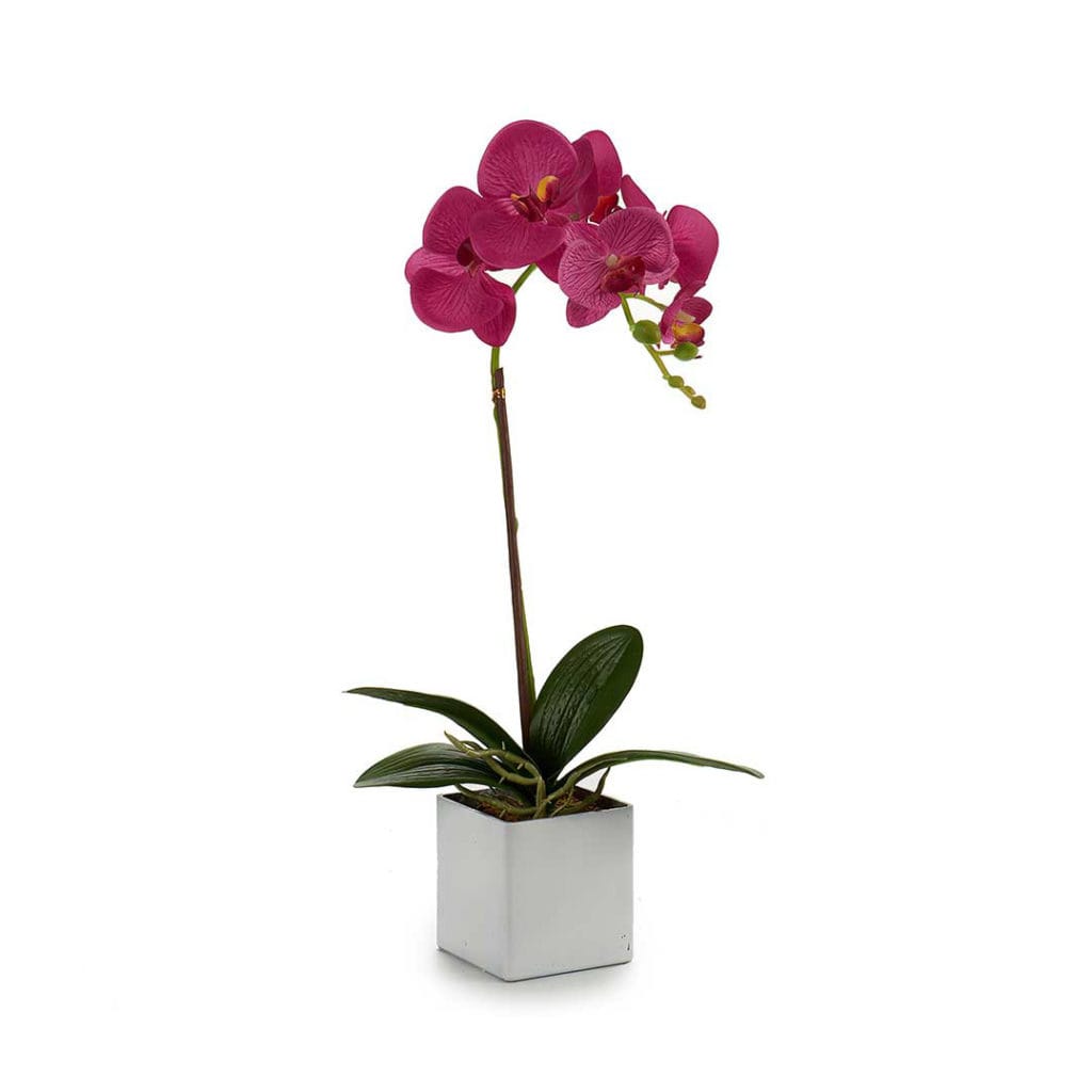 orquidea morada 3