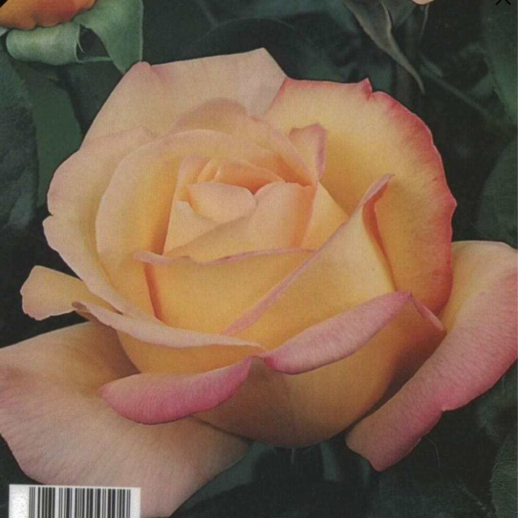 ROSAL ANTIGONE BICOLOR