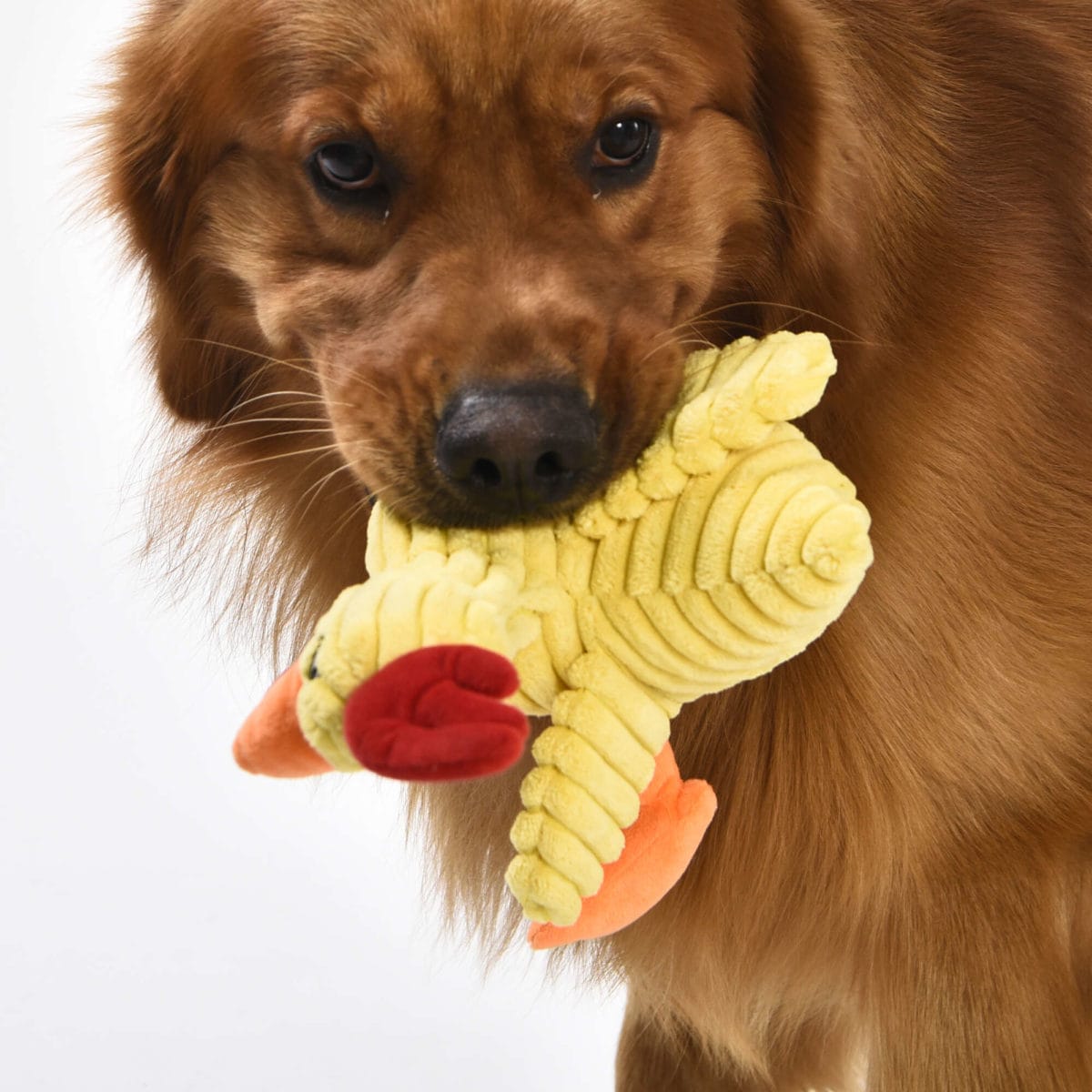 JUGUETE GALLINA 20 CM PREMIER - Imagen 3