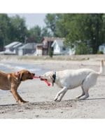 KONG SAFESTICK 50 CM - Imagen 2