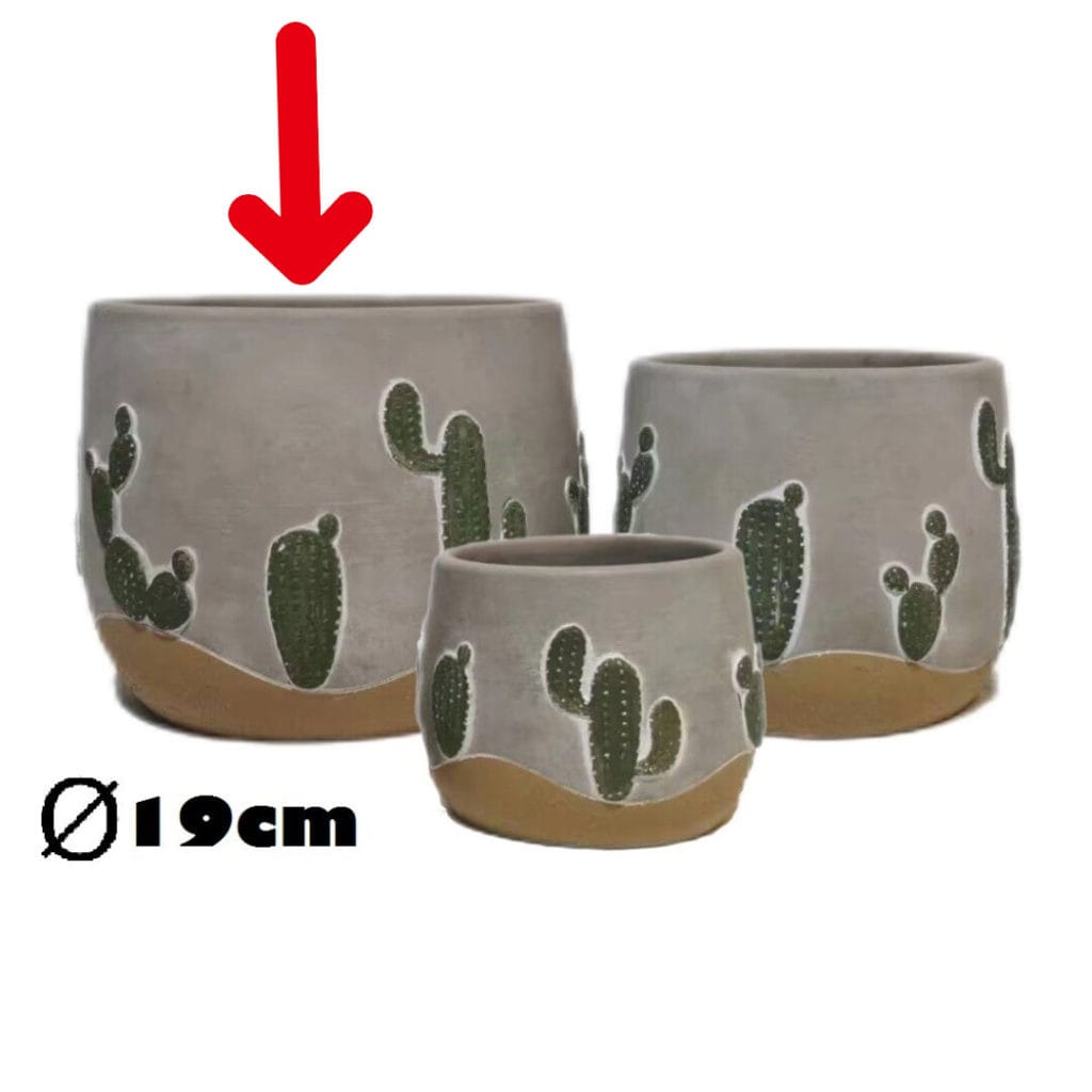 maceta cactus