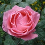 ROSAL QUEEN ELIZABETH ROSA