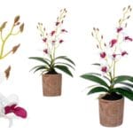 ORQUIDEA BL. MORADA 47 CM TERRAC