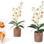 ORQUIDEA BL. NARANJA 50 CM TERRA