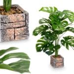 PLANTA COSTILLA MACETA CUADRADA