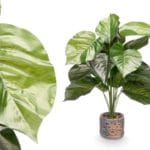 PLANTA HOJA REDONDA MACETA REDON