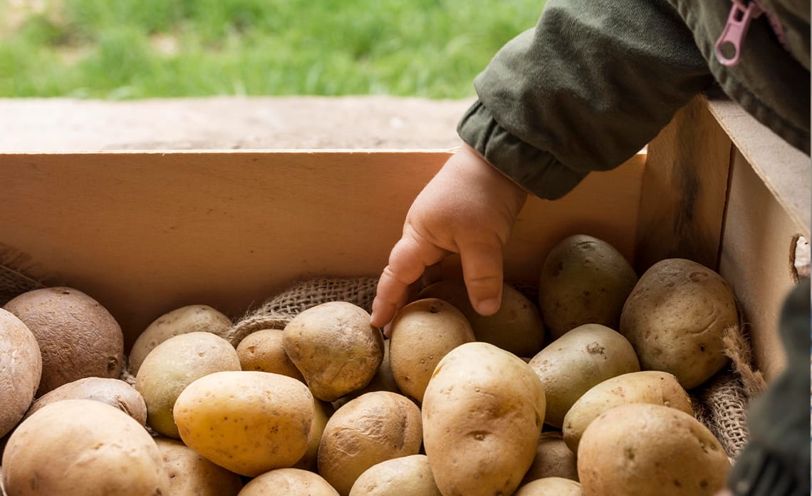 blog patatas