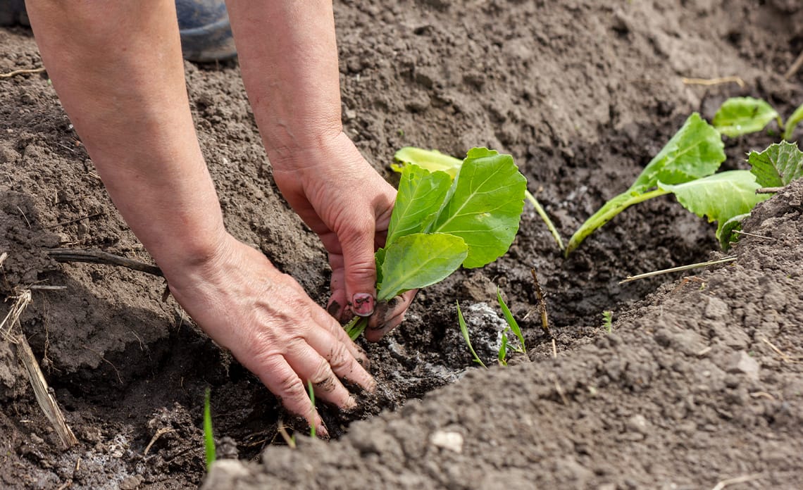 Calendario de Siembra: ¿Qué Podemos Plantar en el Huerto en Octubre?