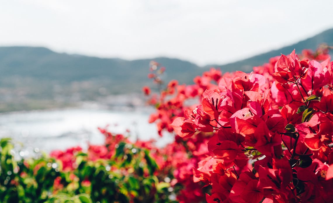 blog azalea