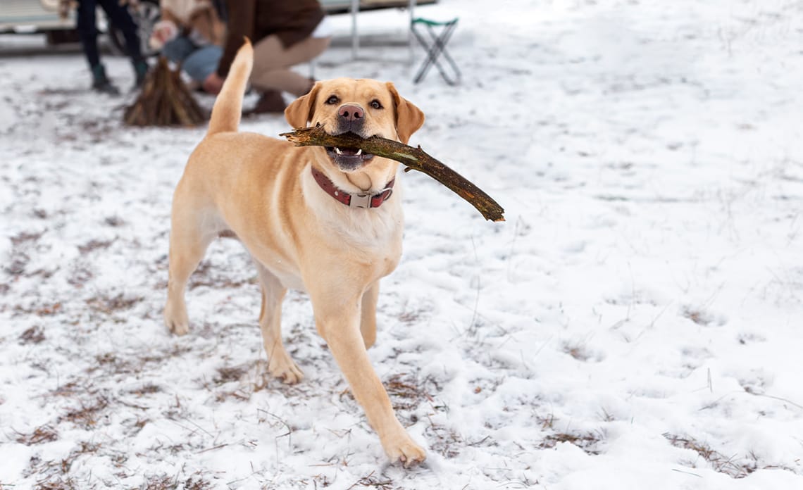 perro invierno 1
