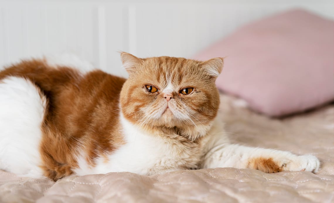 sobrepeso gato 2