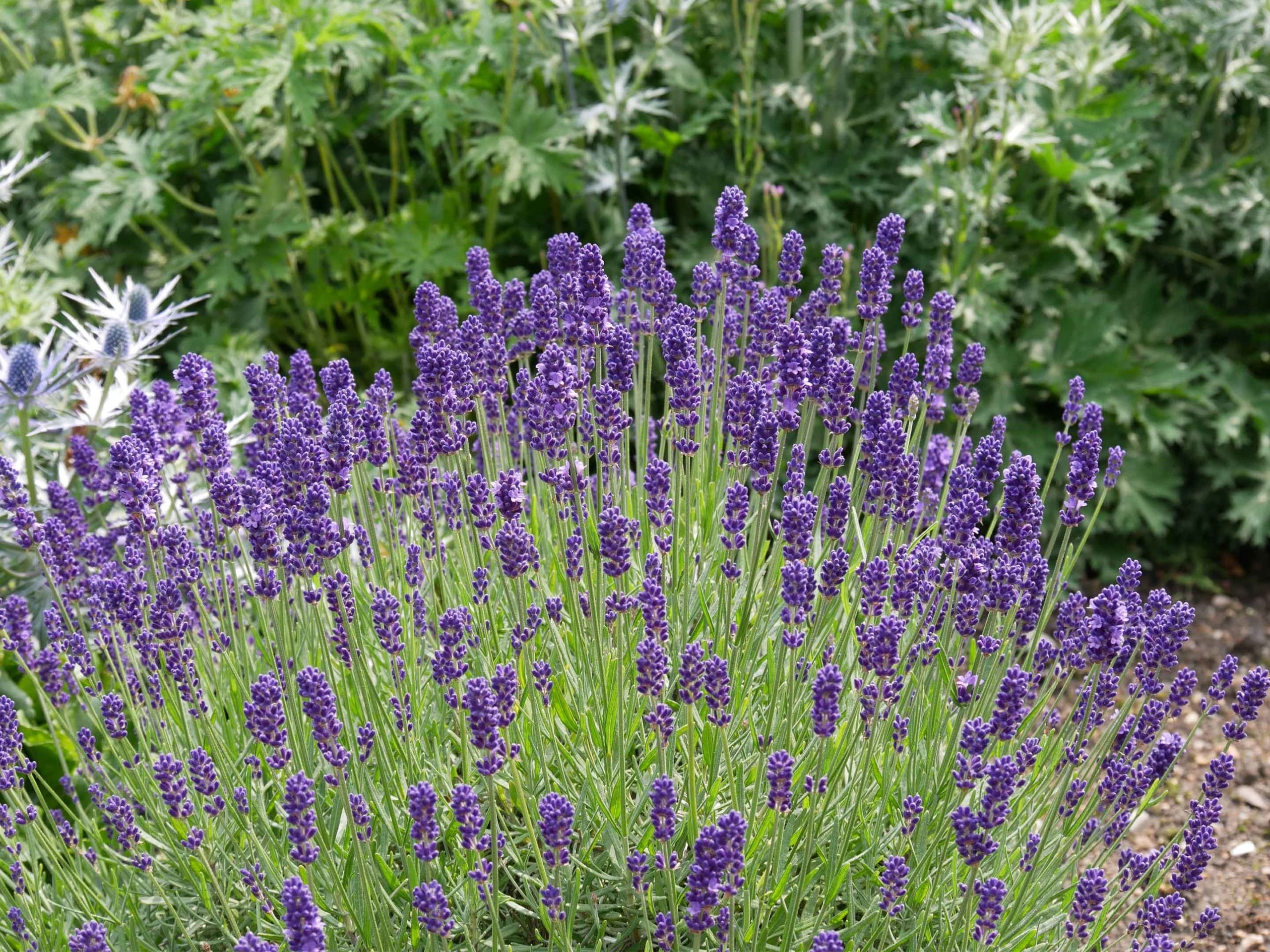 Lavendel 1 scaled