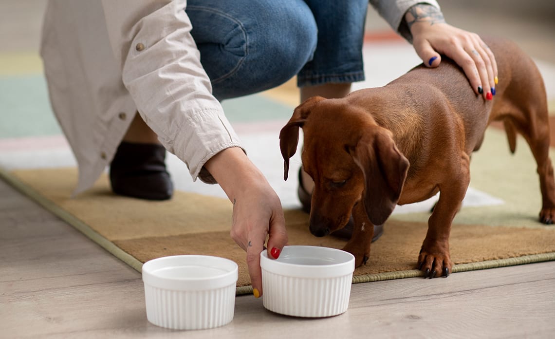 blog comida perros pequenos
