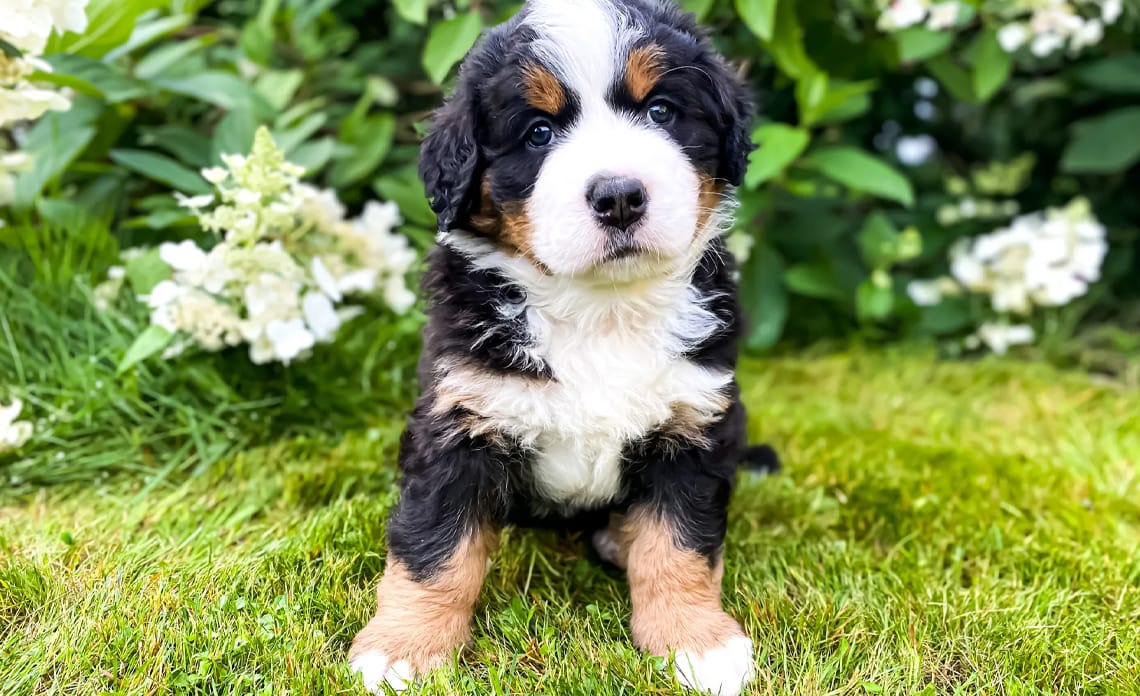 blog cuidado perros todo el ano