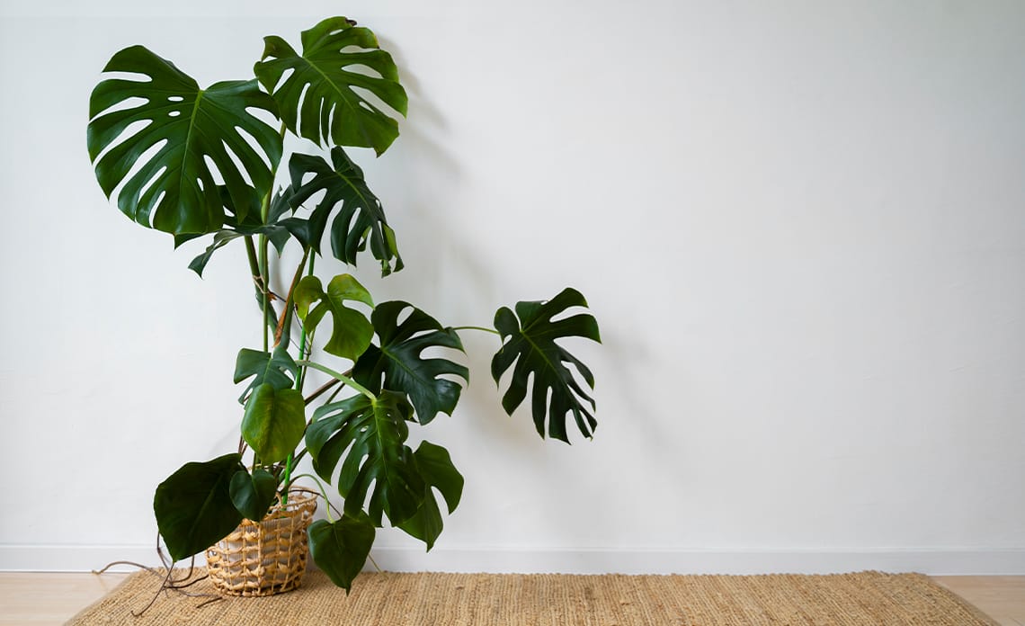 blog monstera