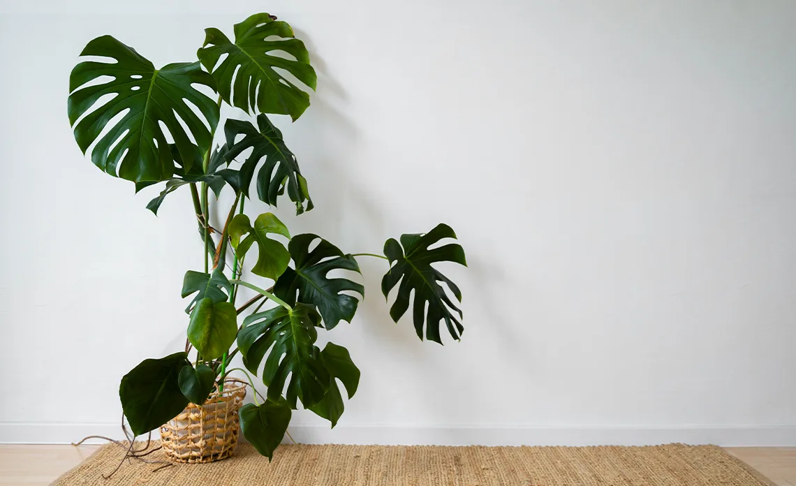 Qu es la Monstera y Cmo Cuidarla para que Luzca Perfecta en Nuestro Hogar