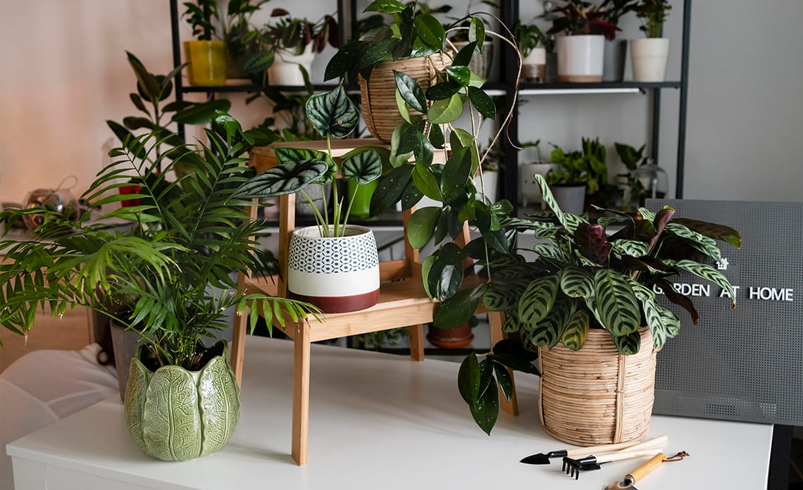 blog plantas interior en invierno