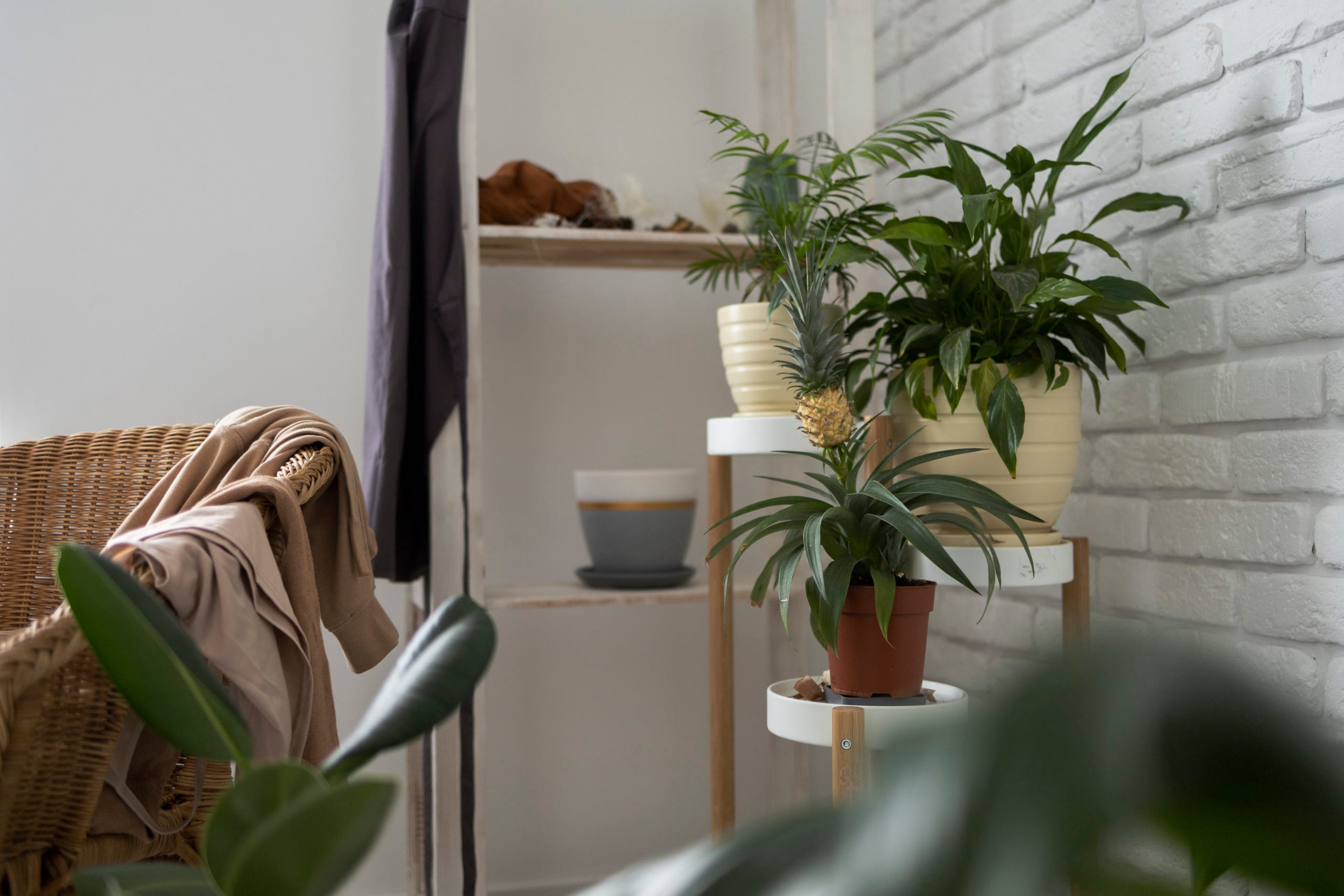plantas de interior