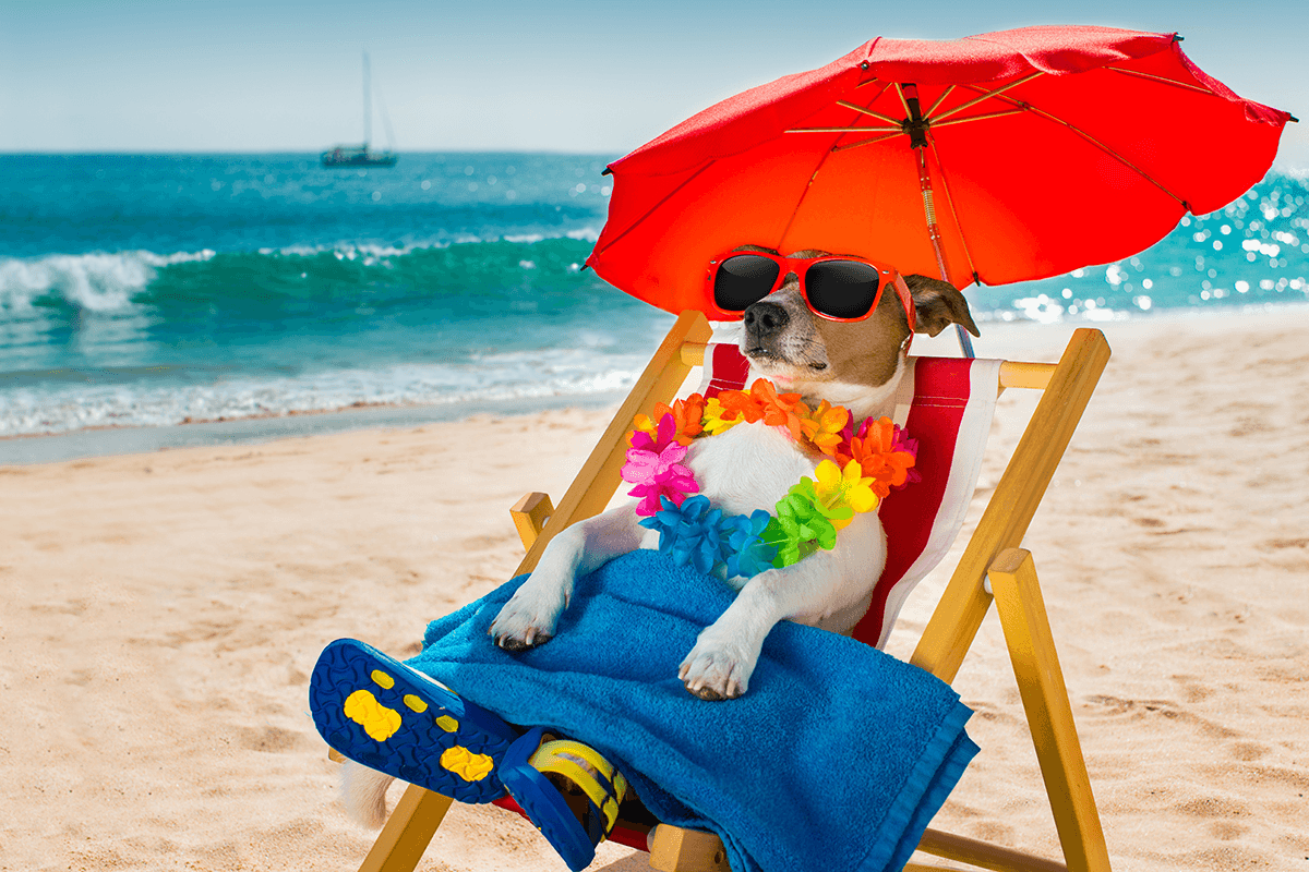 imveterinaria claves playa 2576 25124256