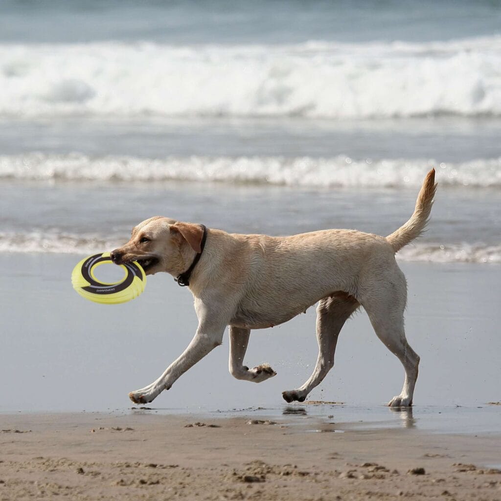 3020 disco volador skipddawg gigwi 23 cm detalle 11800 1