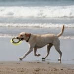 GIGWI DISCO VOLADOR 23 CM - Imagen 2