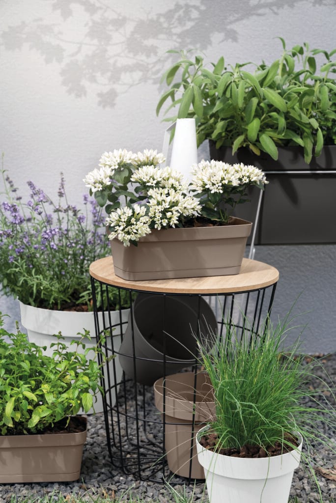 CASSETTA CLEO CLIP AVN