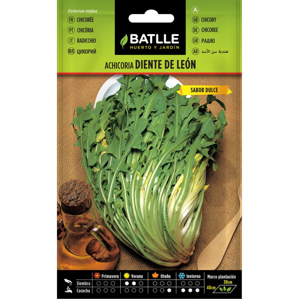 010201bols achicoria diente de leon 1