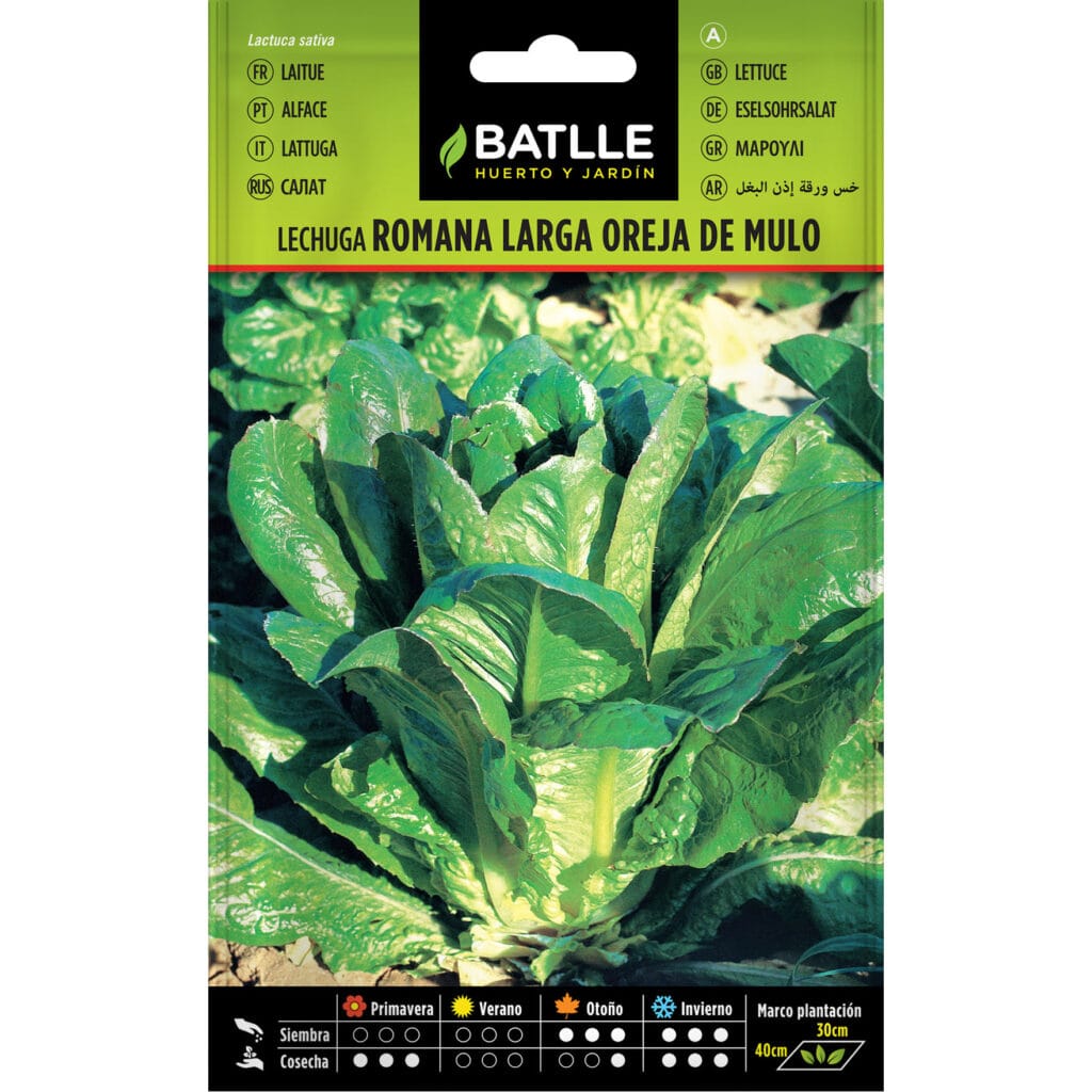 013702bols lechuga larga oreja mulo