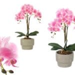 ORQUIDEA M. CEMENTO ROSA 3 VARAS