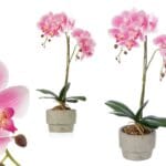 ORQUIDEA M. CEMENTO ROSA 2 VARAS