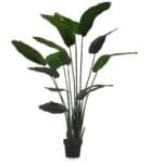 PLANTA ESTERLICIA 160 CM