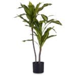 PLANTA HOJA ANCHA 90 CM