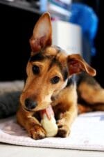 EXTREME CHEW FEMUR BEEF XL - Imagen 2