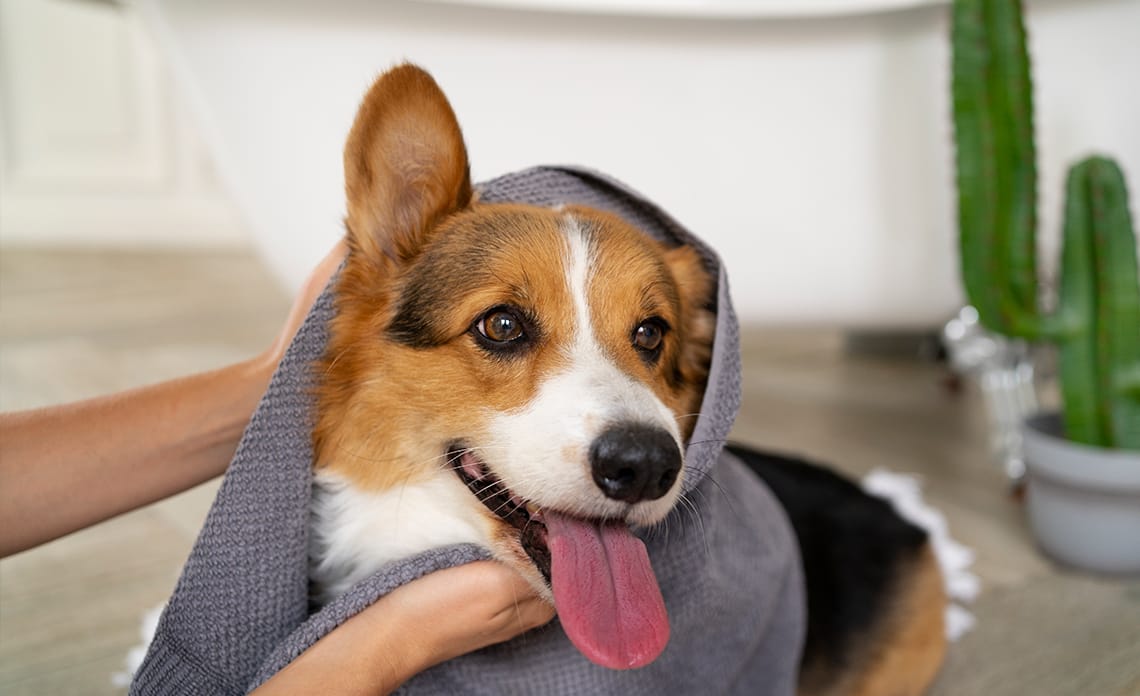 blog higiene mascotas