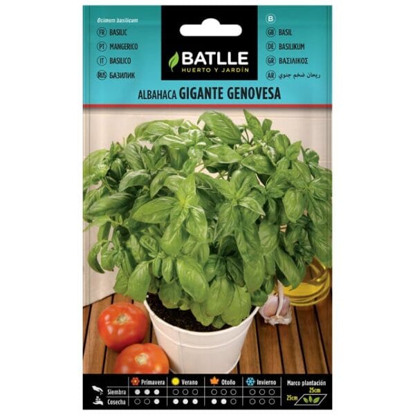 ALBAHACA GIGANTE GENOVESA