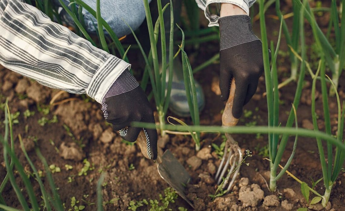 blog portada variedades cebolla