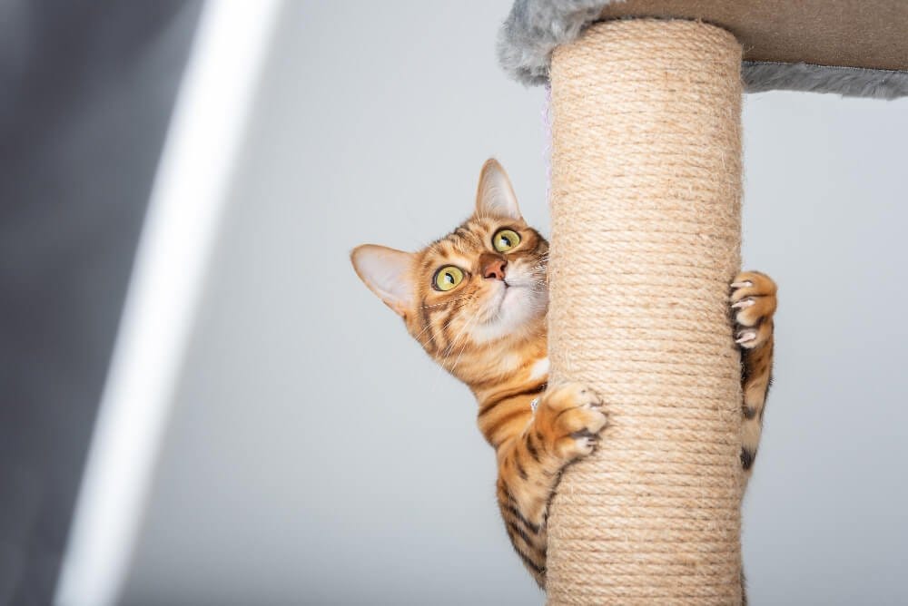 tipos de rascadores para gato