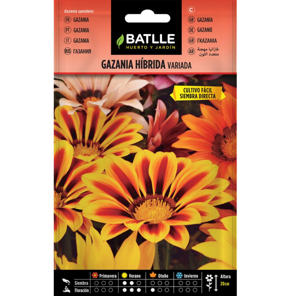 097401bols gazania hibrida vda