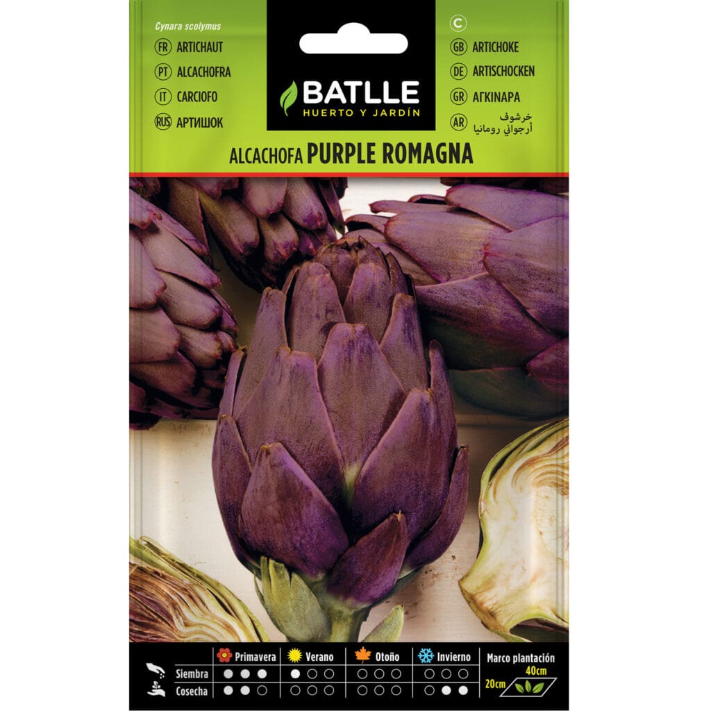 Alcachofa Purple Romagna