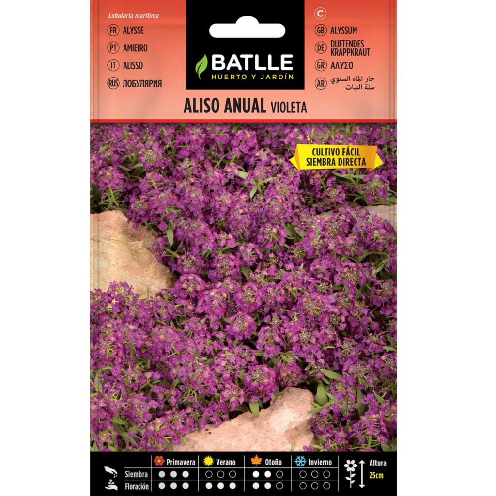 Aliso Violeta Oloroso