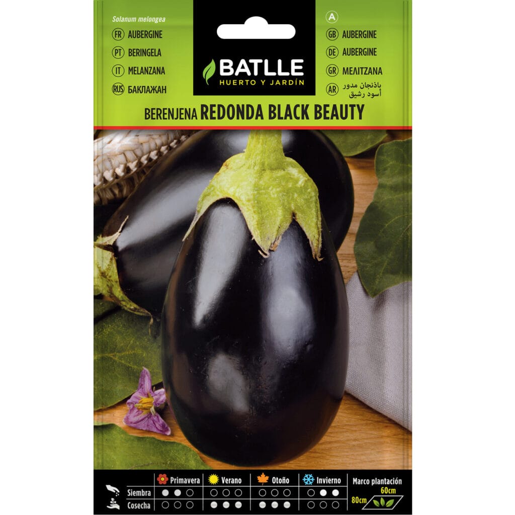 Berenjena Redonda Negra Black Beauty