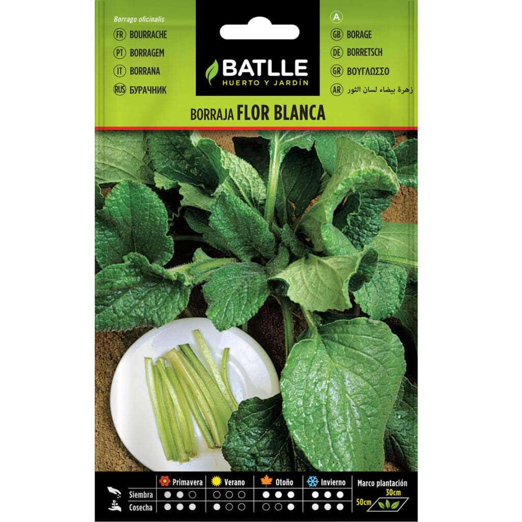Borraja Flor Blanca