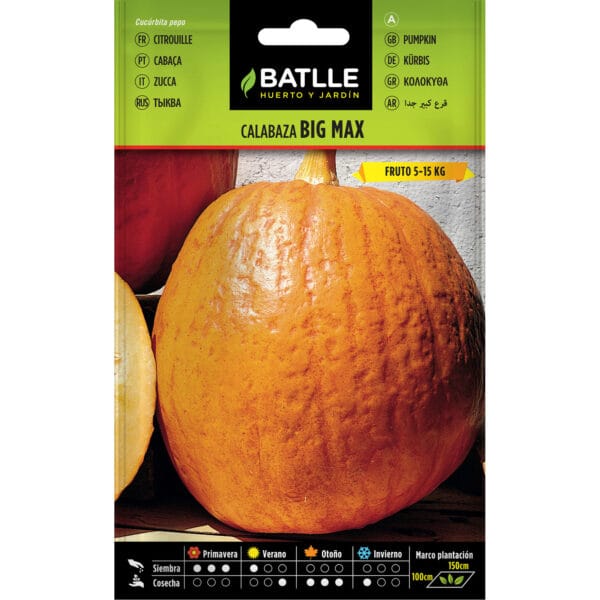CALABAZA BIG MAX