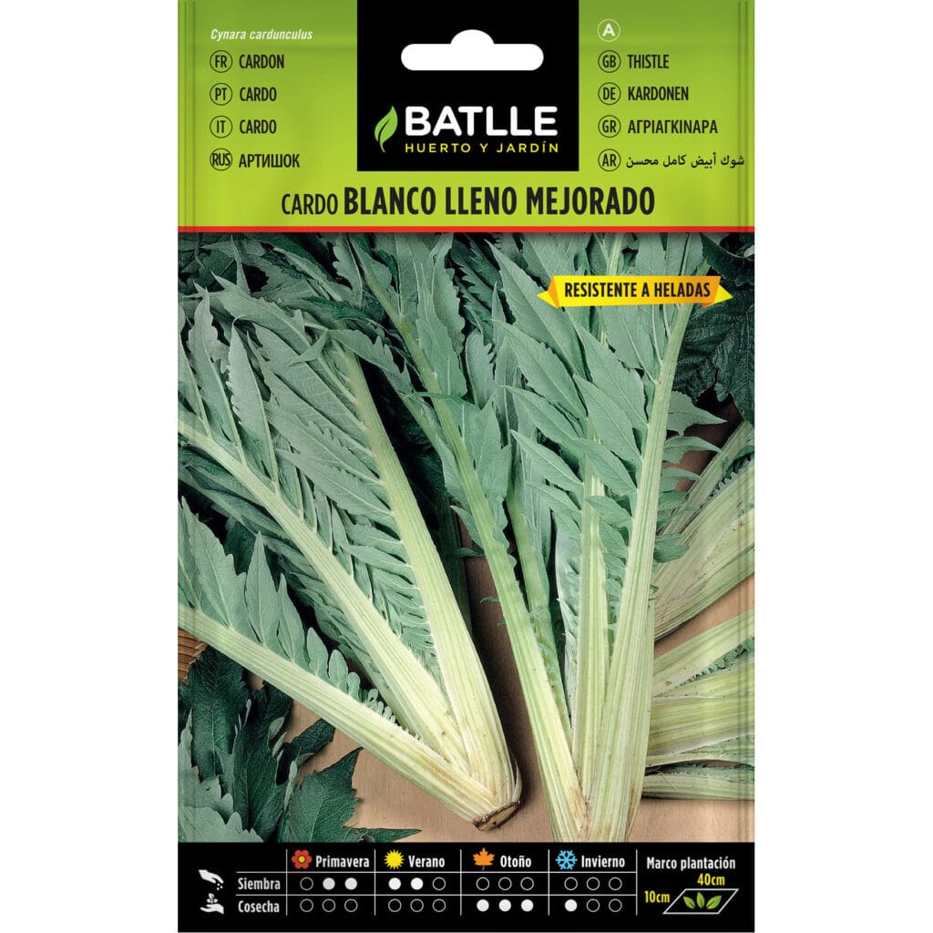 Cardo Blanco Lleno Mejorado