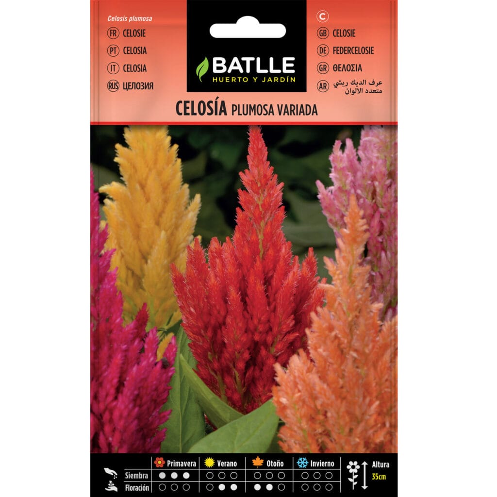 Celosia Variada
