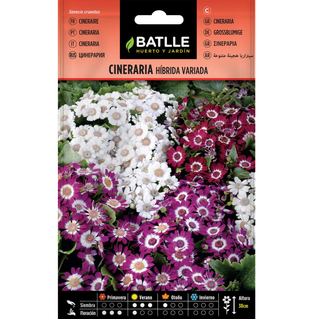 Cineraria Hibrida Enana Flor Grande Variada